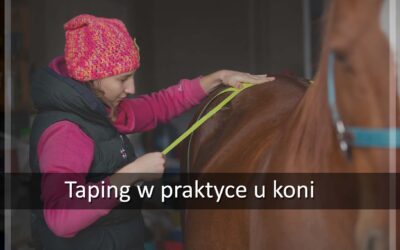 Taping w praktyce u koni